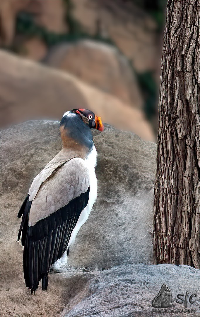 King vulture (Sarcoramphus papa)