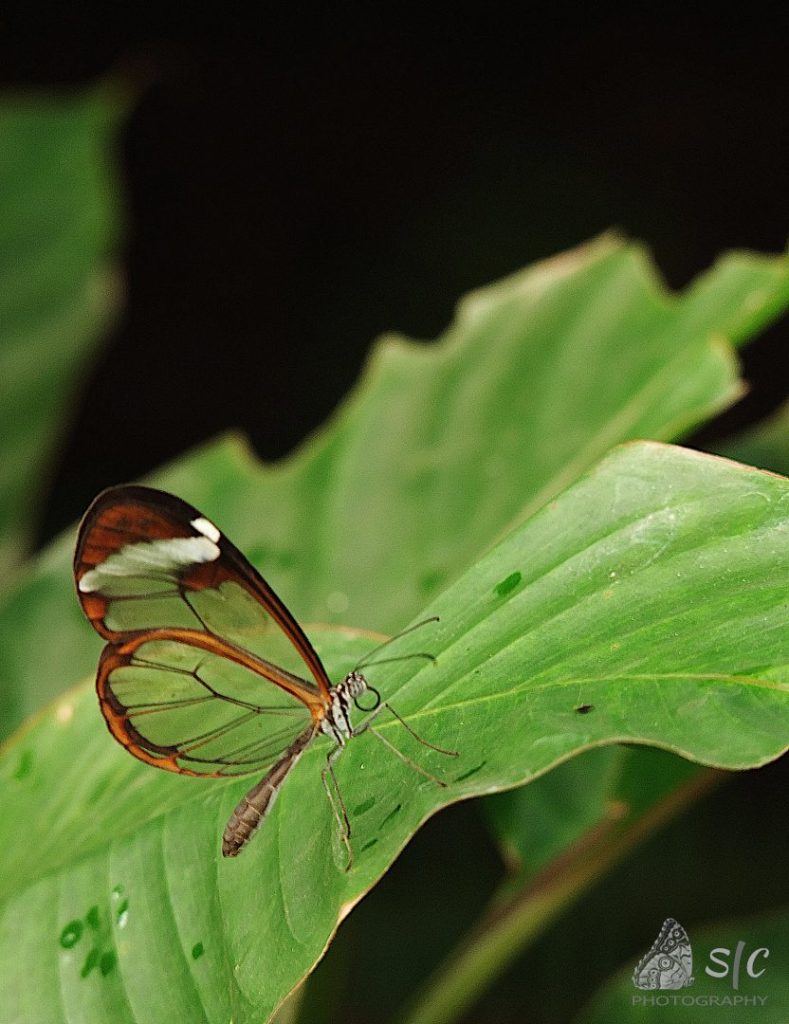 Greta oto (Glasswing butterfly)