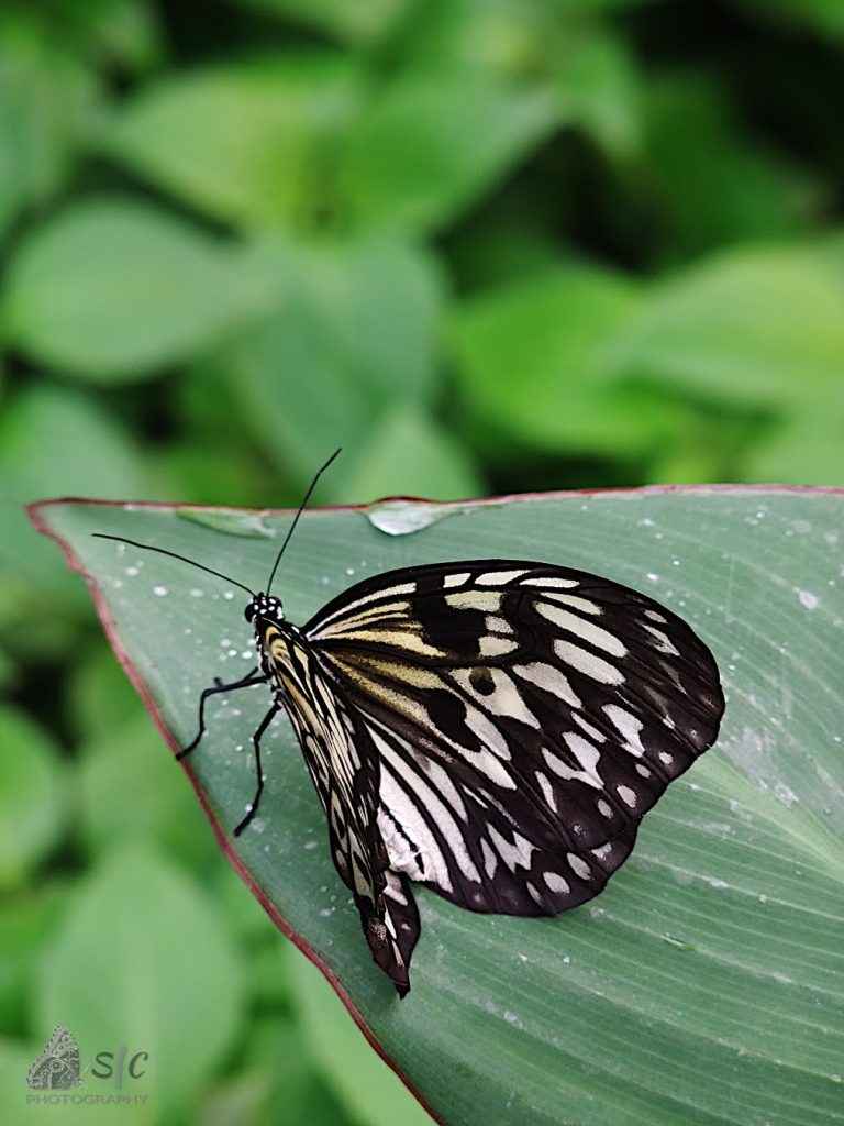 Paper kite butterfly or Large tree nymph (Idea leuconoe)