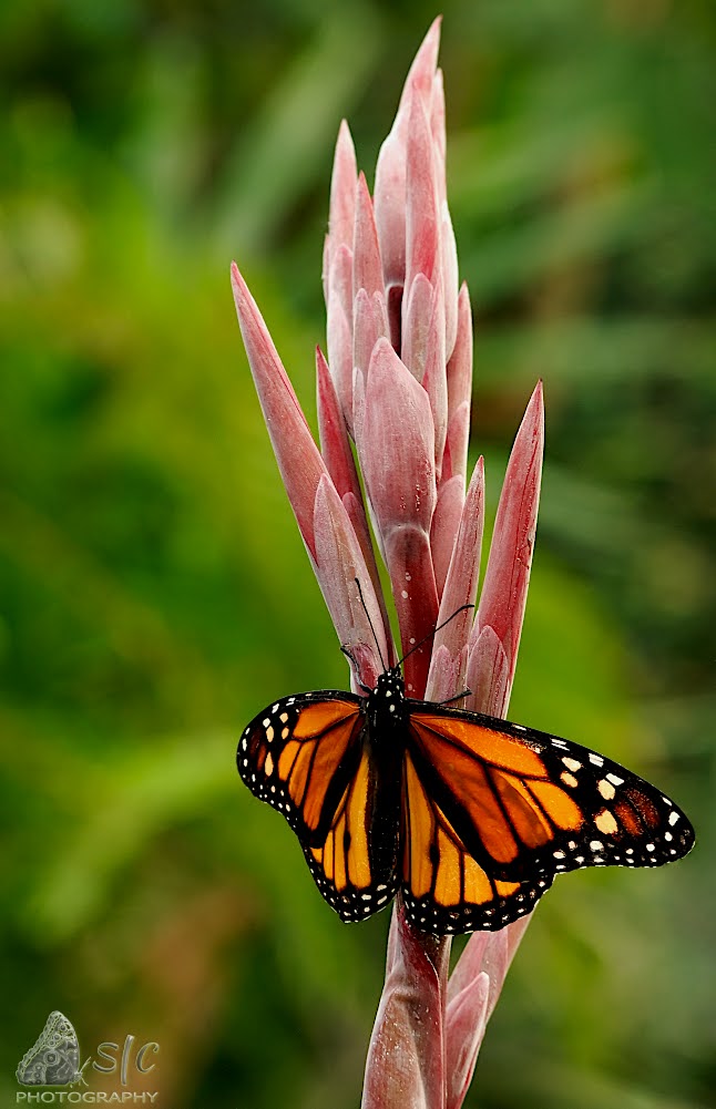 Danaus plexippus - Monarch butterfly