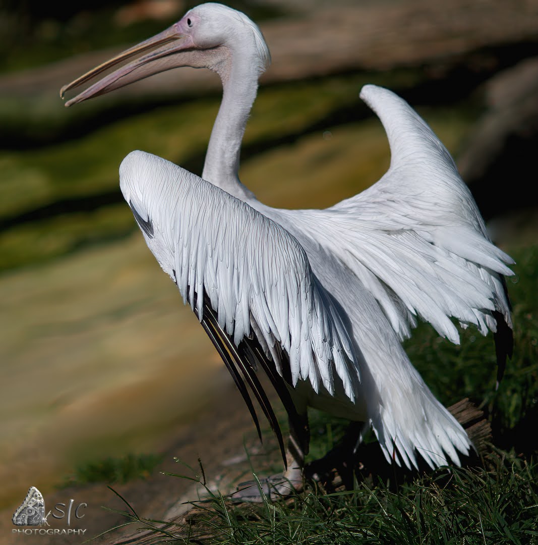 Great white pelican (Pelecanus onocrotalus)