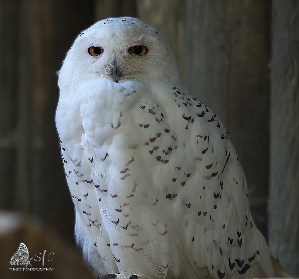 Snowy owl or Polar owl or White owl or Arctic owl (Bubo scandiacus)