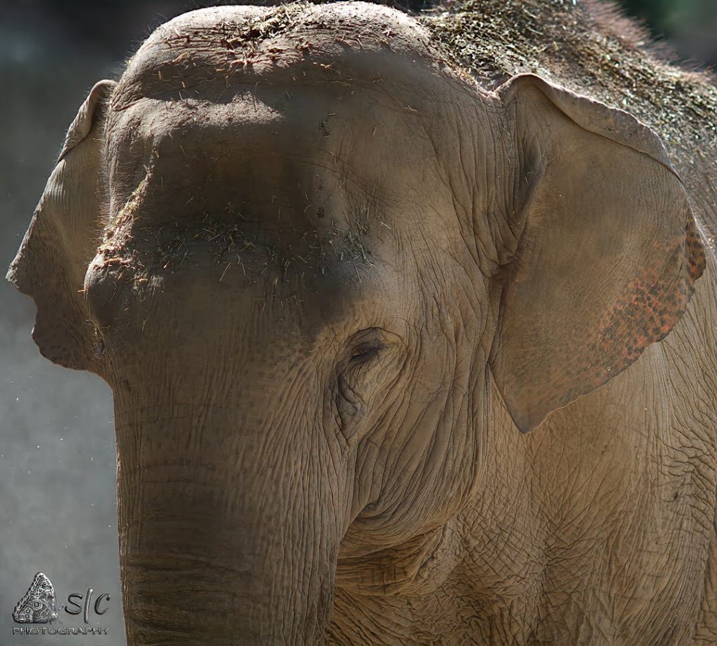 Asian elephant (Elephas maximus)