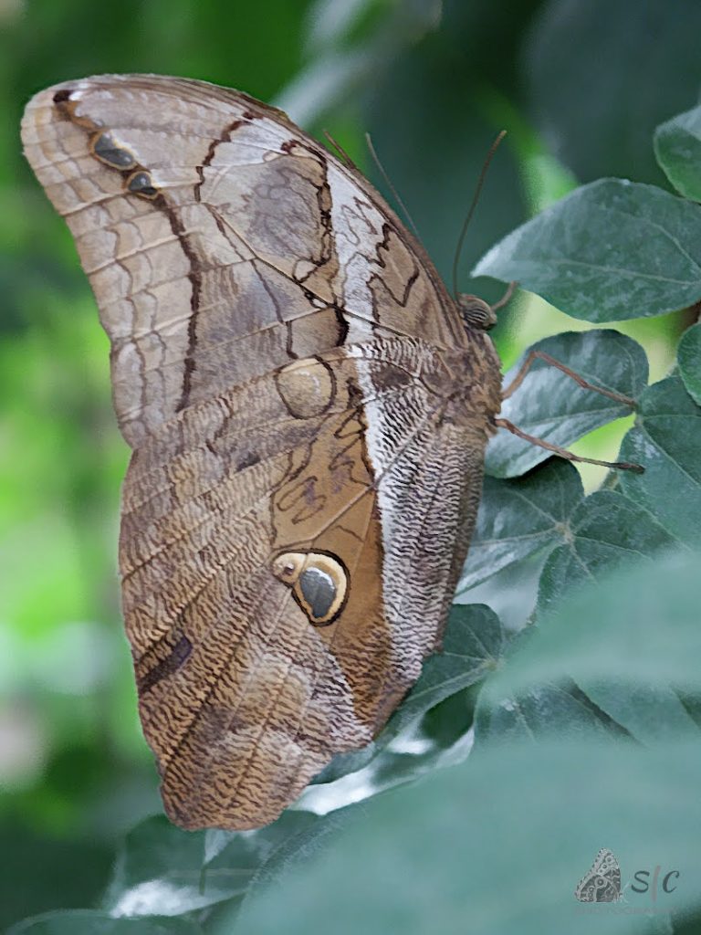 Owl butterfly (Caligo)