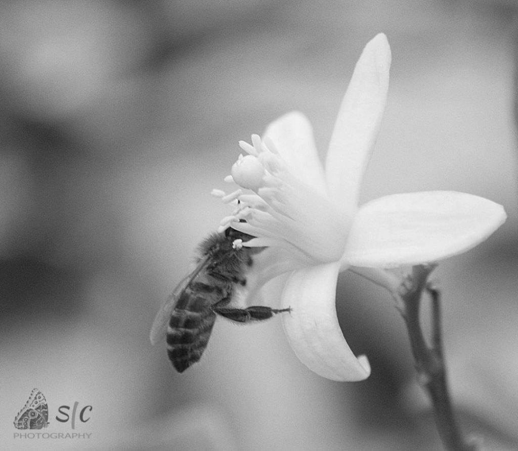 Bee (Anthophila)