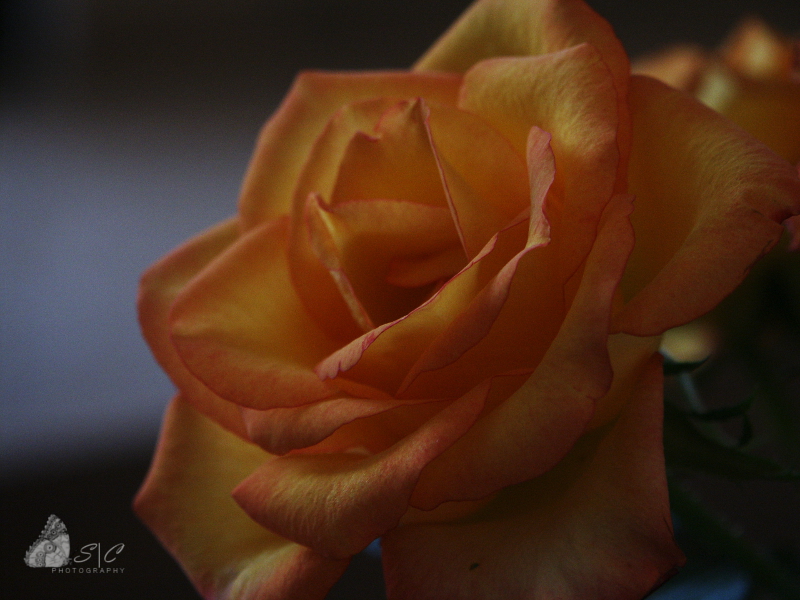 Yellow-orange rose