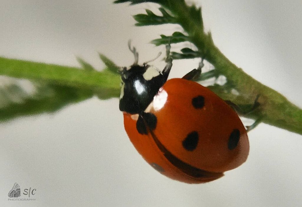 Ladybug or Ladybird (Coccinellidae)