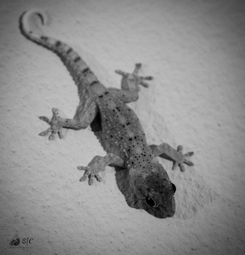 Tenerife Gecko - Tarentola delalandii