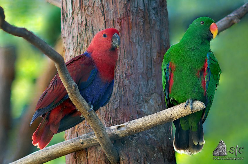 Eclectus roratus (on the left a female, on the right a male)