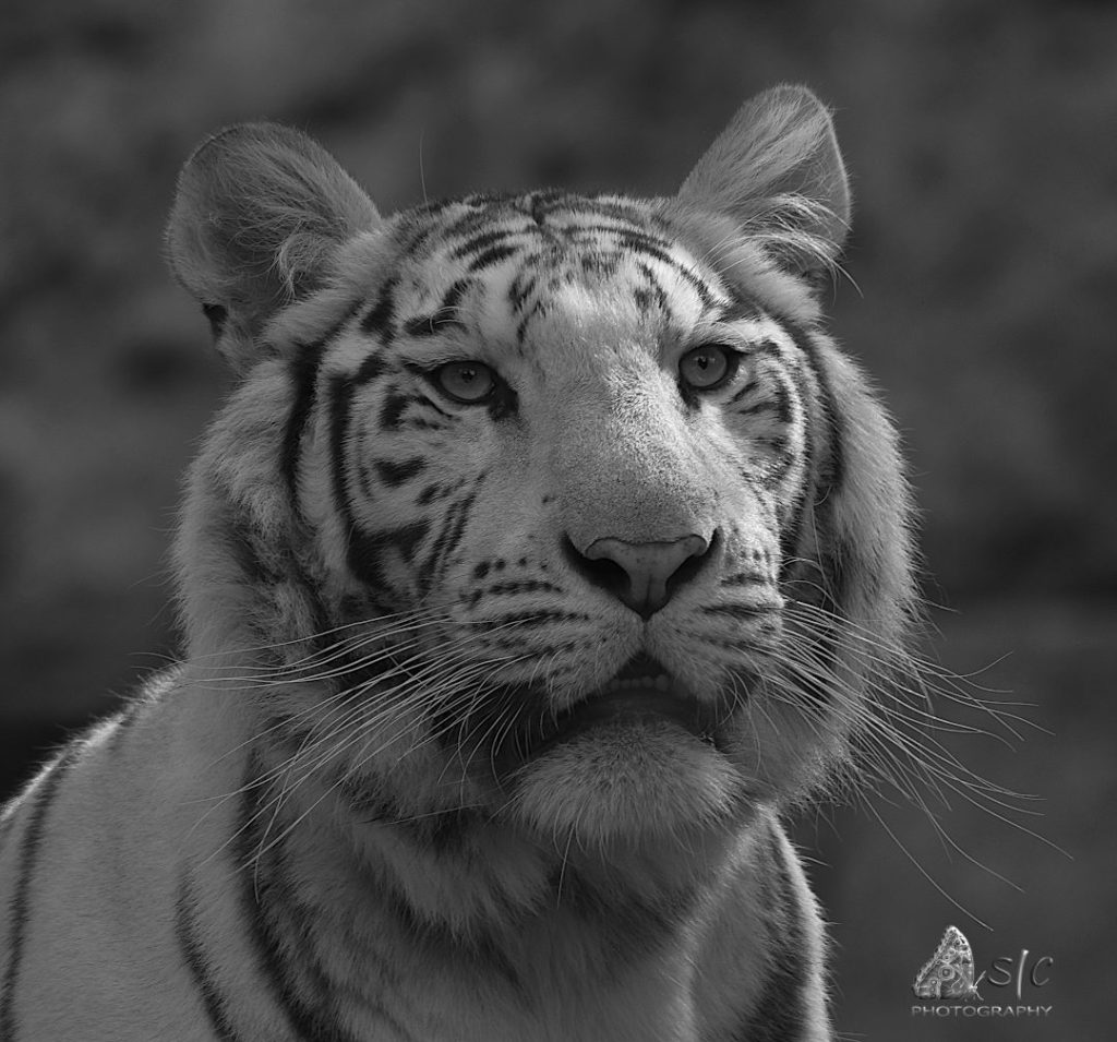 White Bengal Tiger (Panthera tigris tigris)