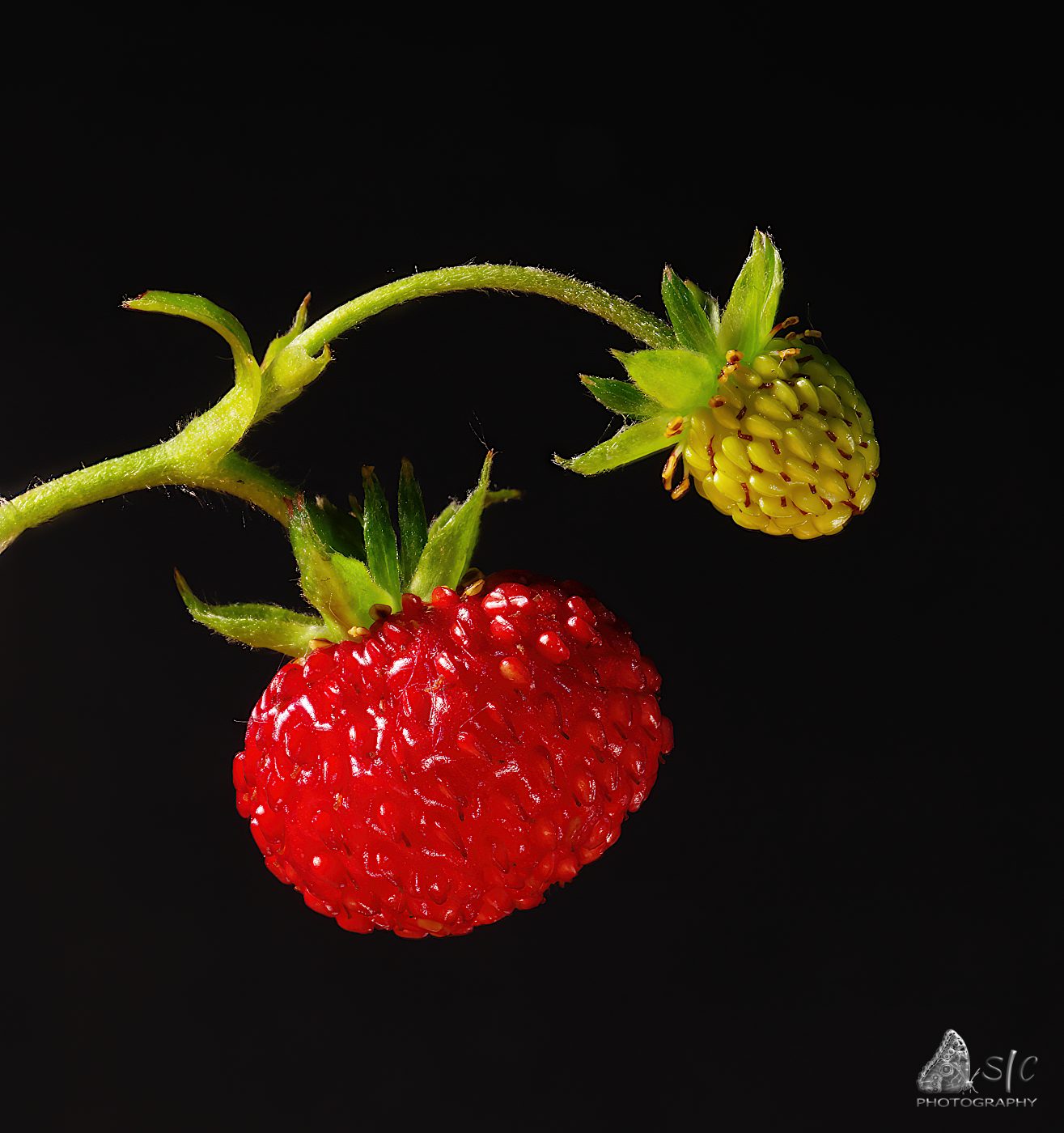 Wild strawberry / woodland strawberry / Alpine strawberry / Carpathian strawberry or European strawberry (Fragaria vesca)