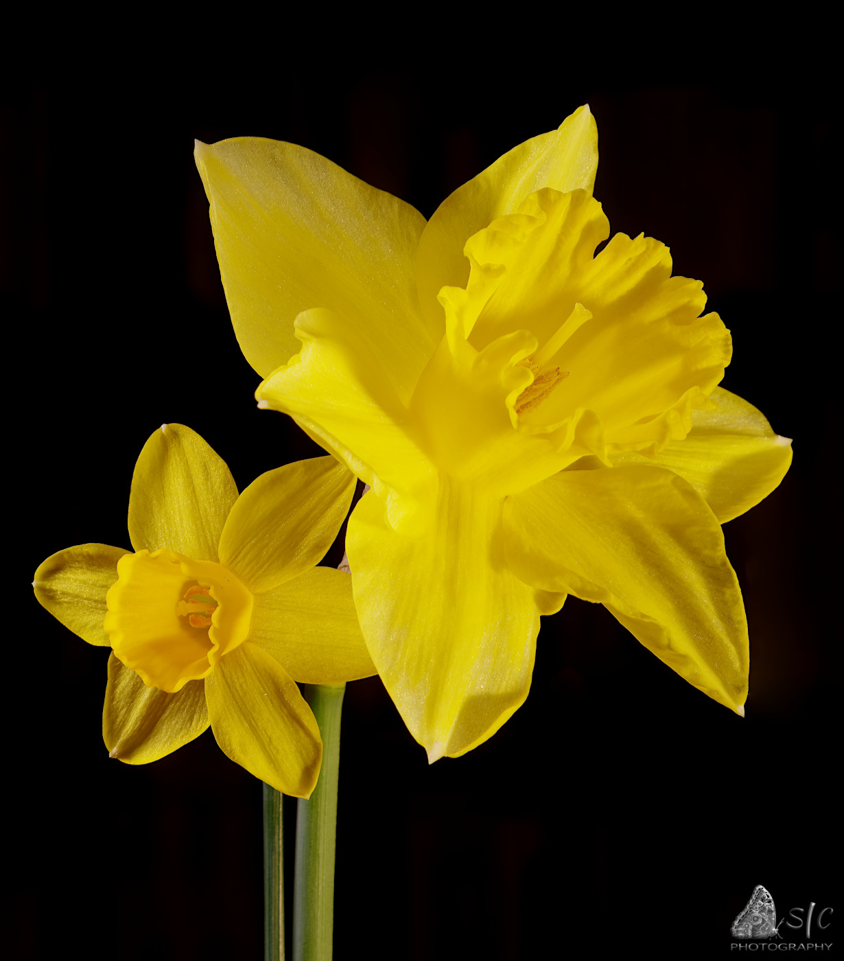 Narcissus pseudonarcissus and Narcissus jonquilla