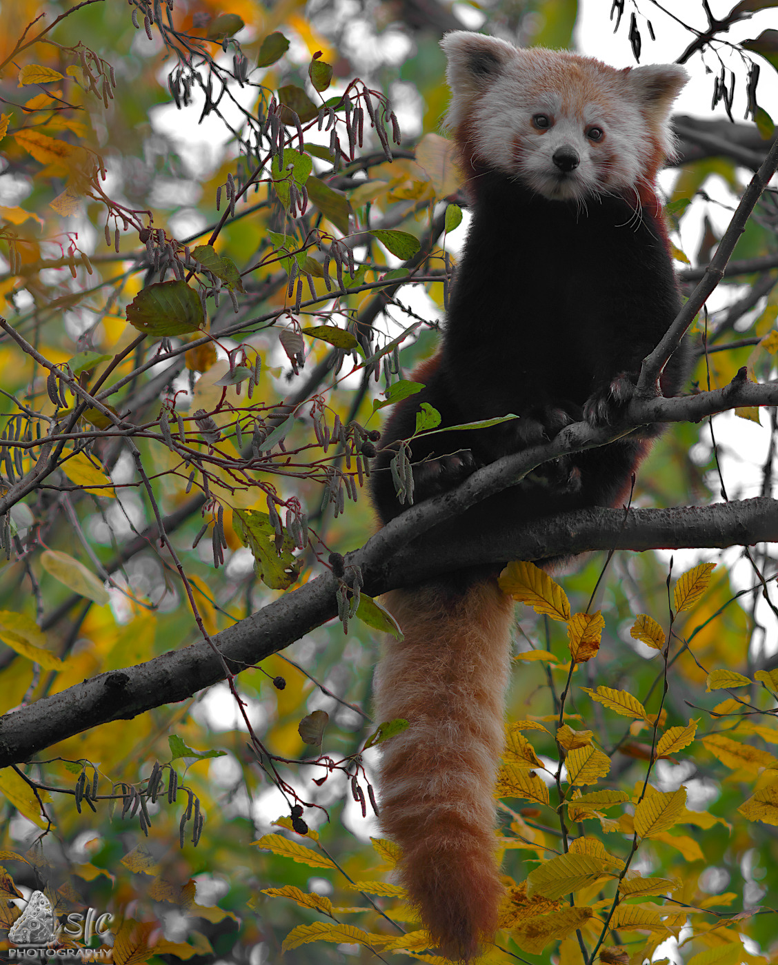 Red Panda or Lesser Panda (Ailurus fulgens)