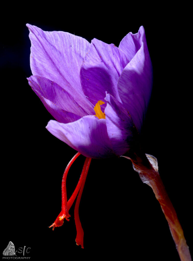Saffron crocus (Crocus sativus)