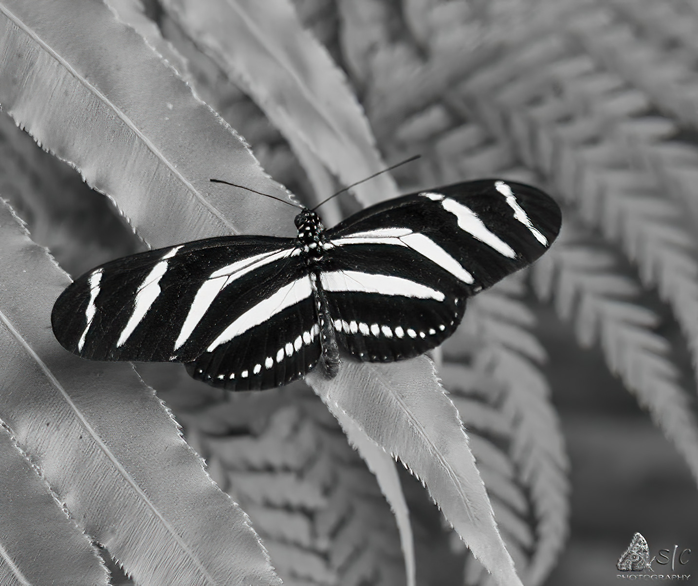 Zebra longwing or Zebra heliconian (Heliconius charithonia)