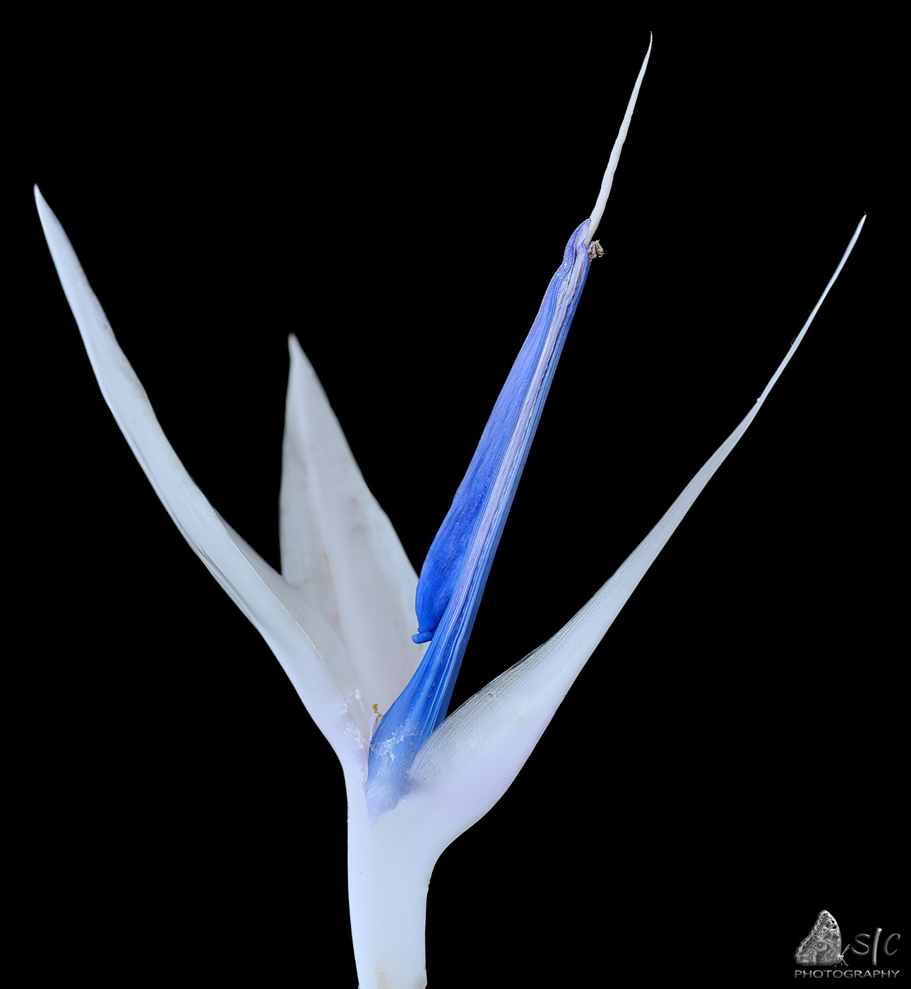 Giant white bird of paradise (Strelitzia nicolai)