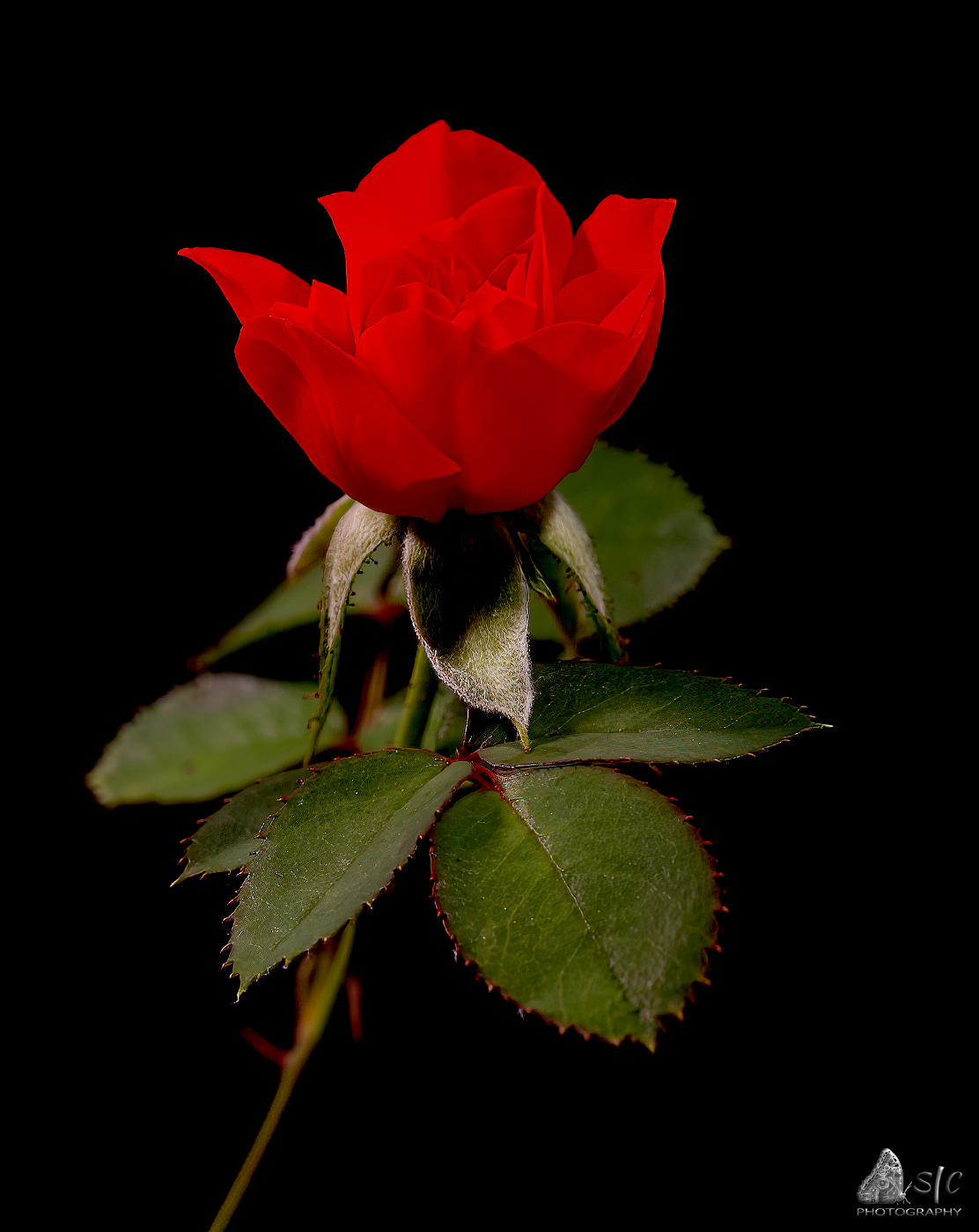 Small Red rose