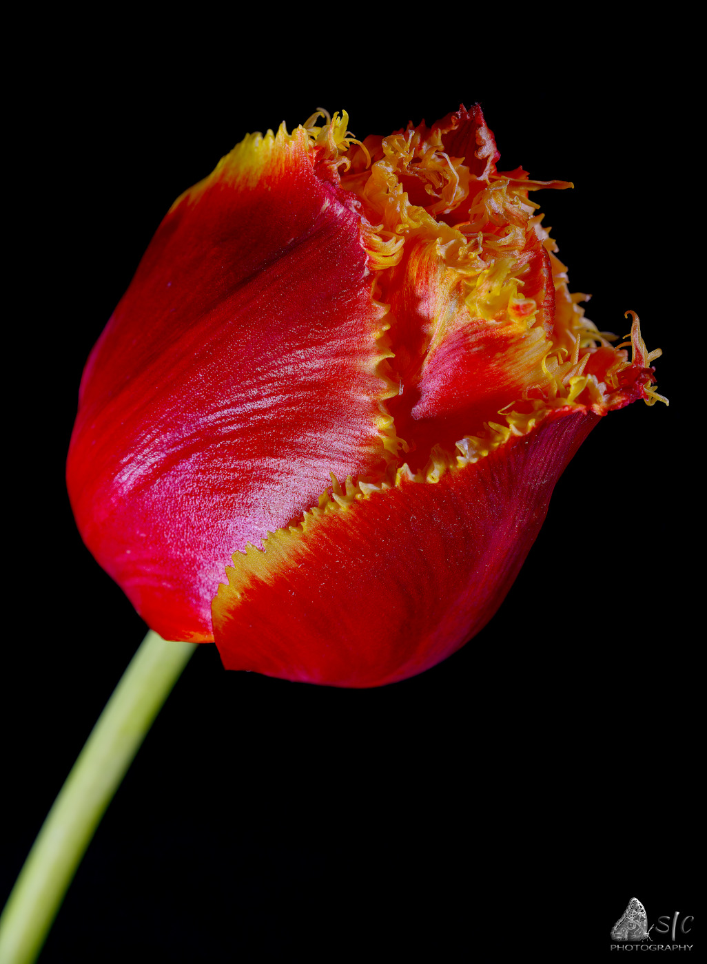 Tulip (Tulipa, L. 1753)