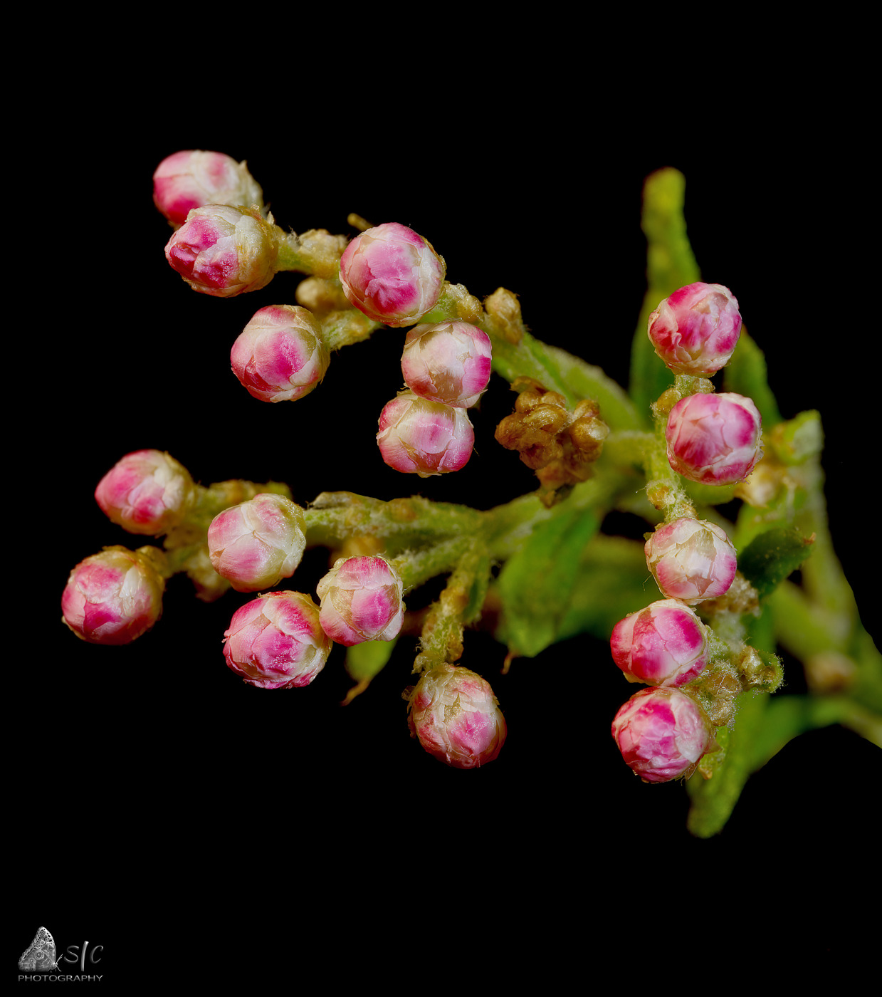 Rice flower - pink form (Ozothamnus diosmifolius)