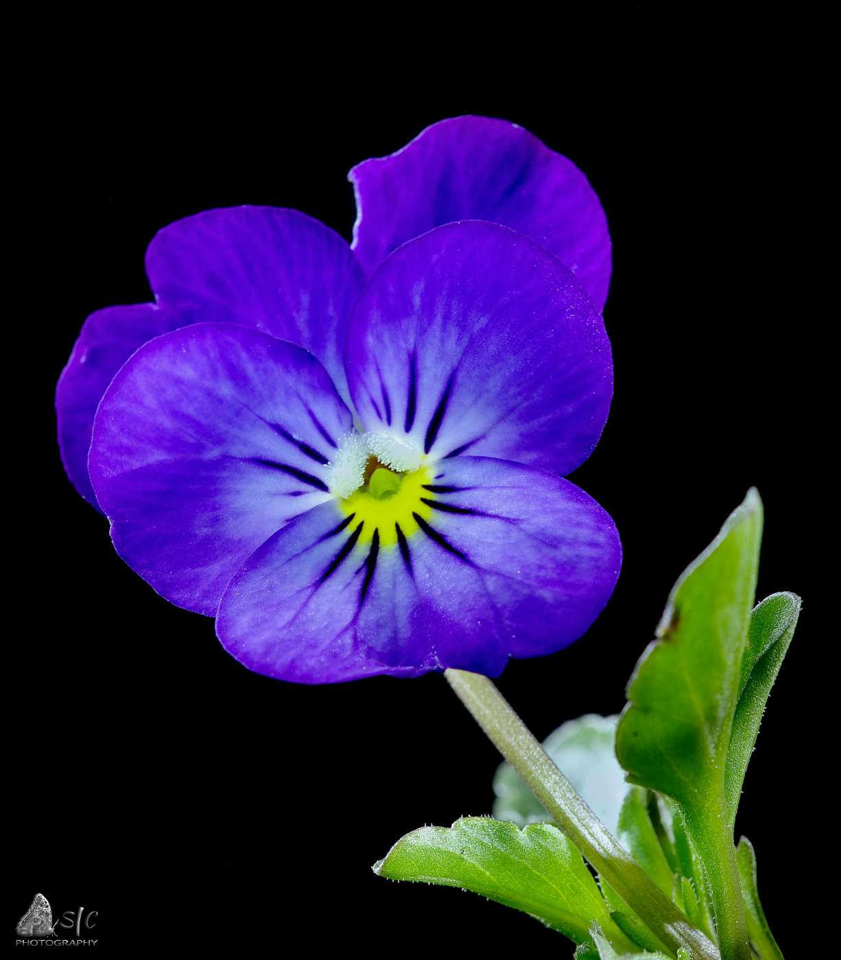 The garden pansy (Viola × wittrockiana)