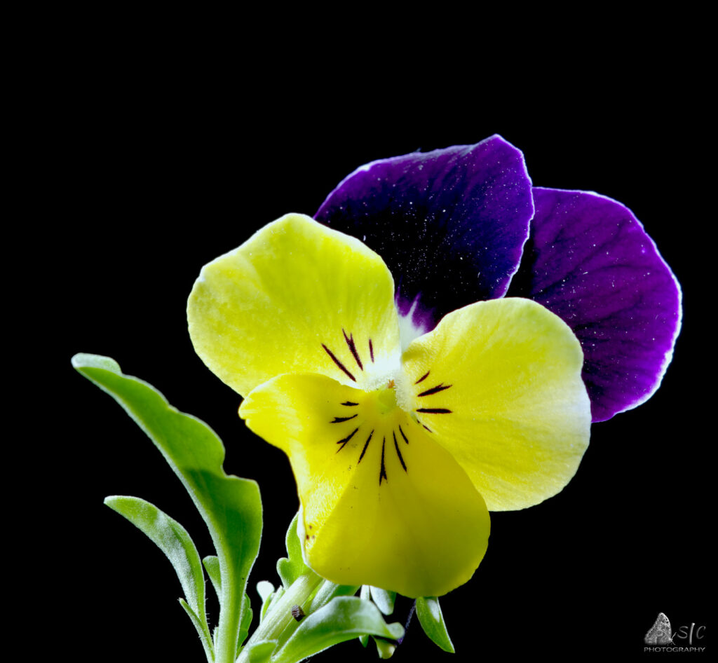 Viola tricolor, wild pansy or heart's delight