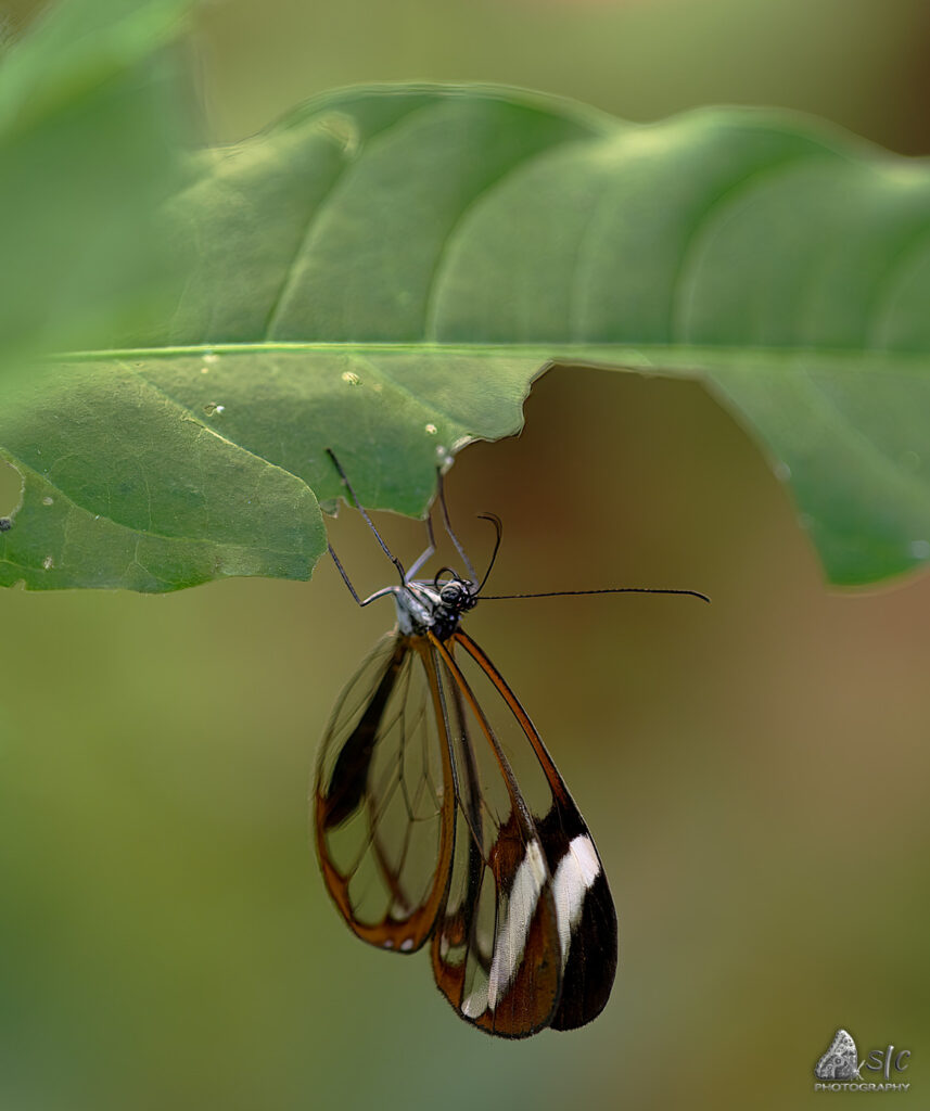 Glasswing butterfly (Greta oto)