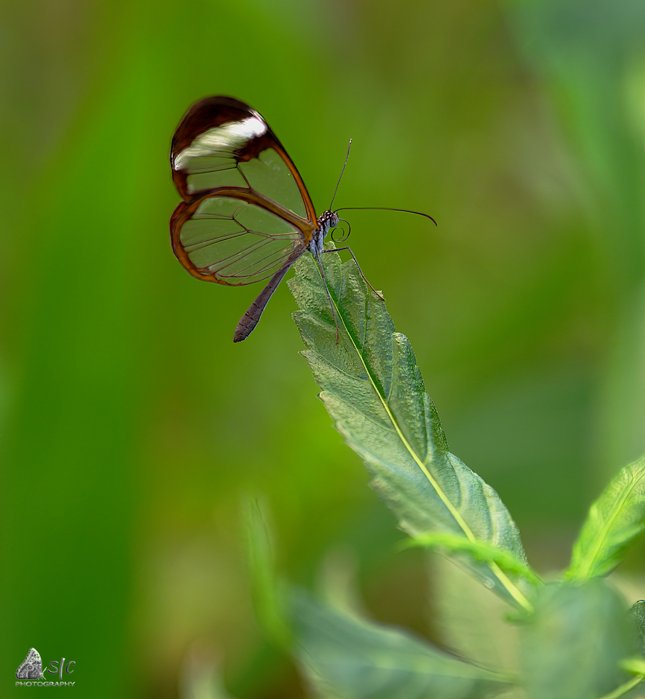 Glasswing butterfly (Greta oto)
