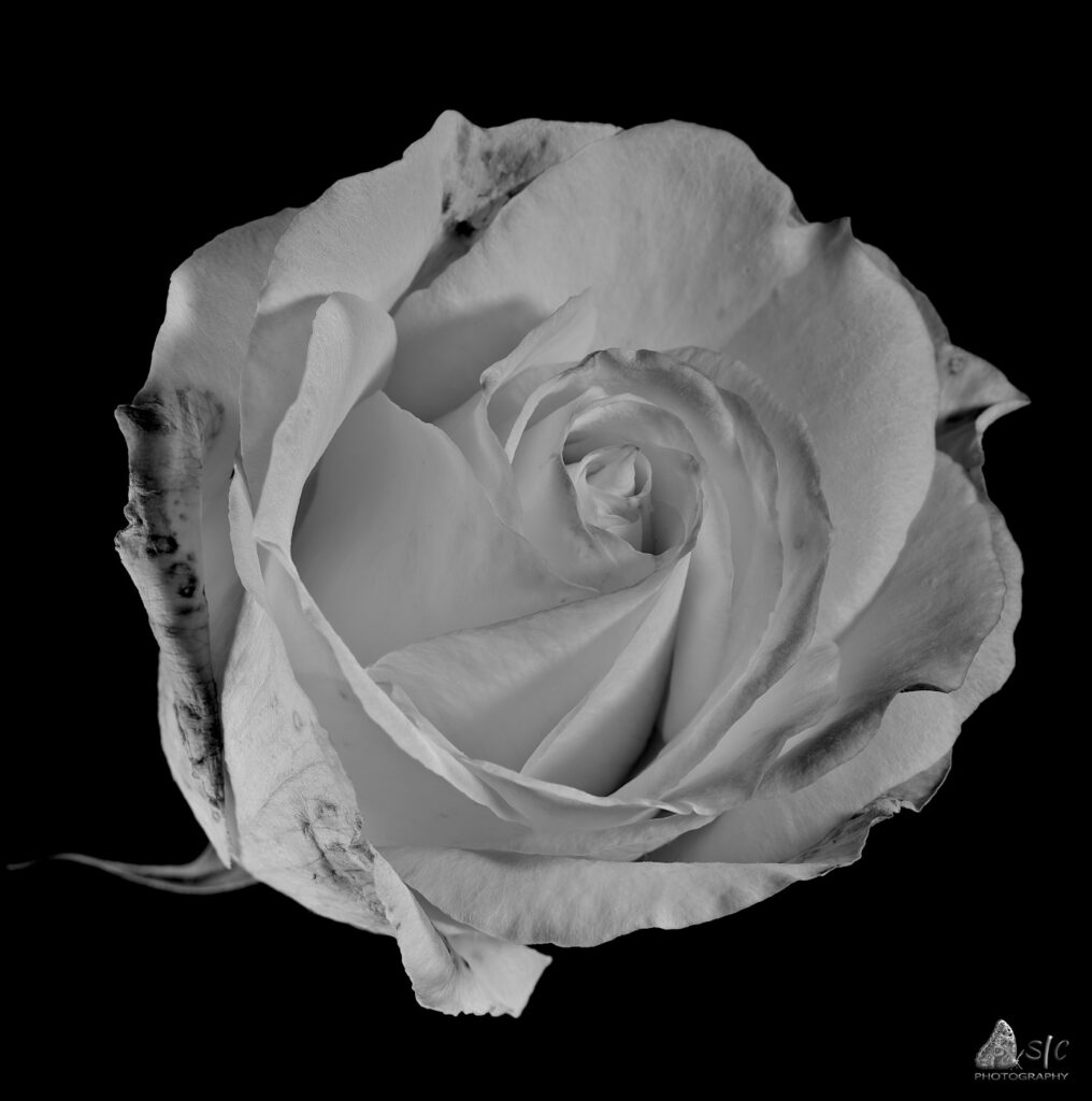 “Peace” light yellow rose (Madame Meilland) [b/w]