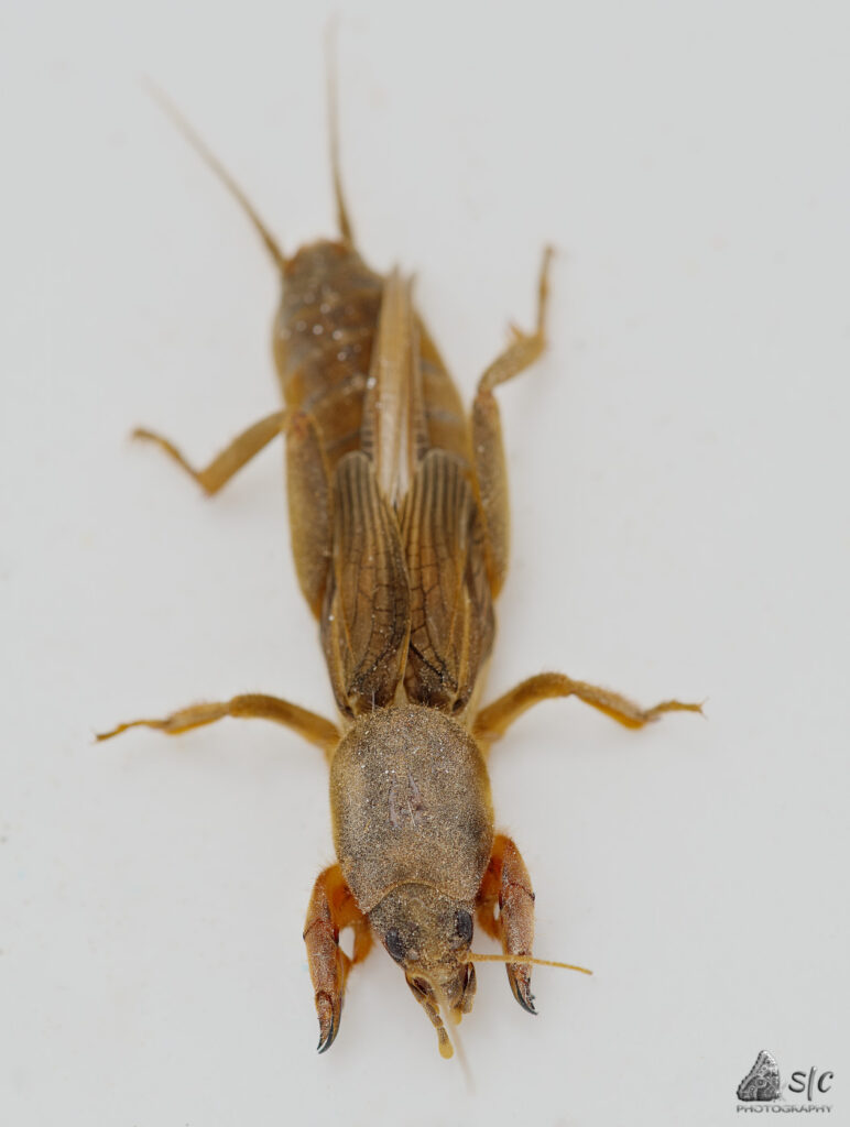 European mole cricket (Gryllotalpa gryllotalpa)