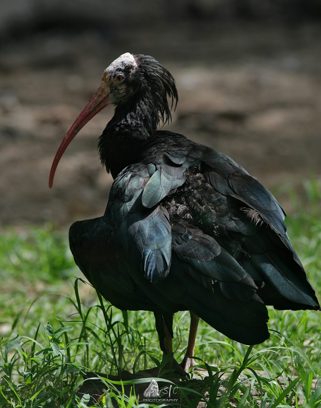 Hermit ibis (Geronticus eremita)