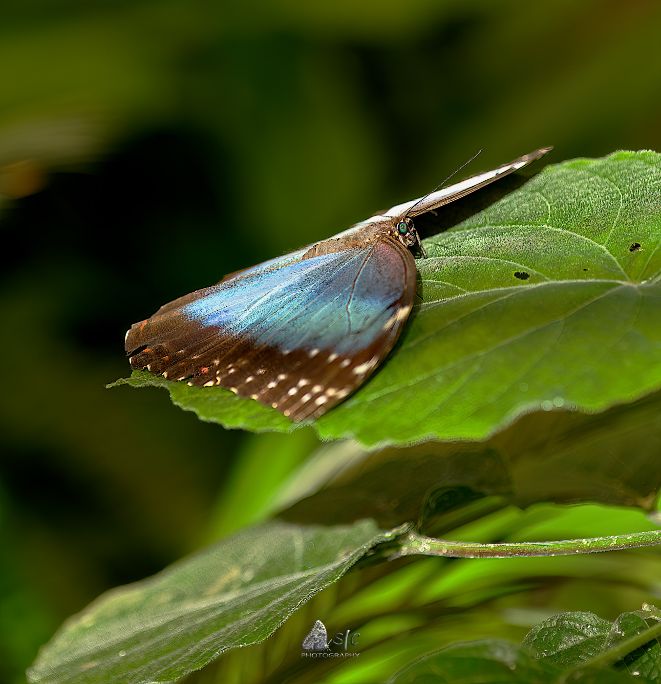 Menelaus blue morpho (Morpho menelaus) [female]