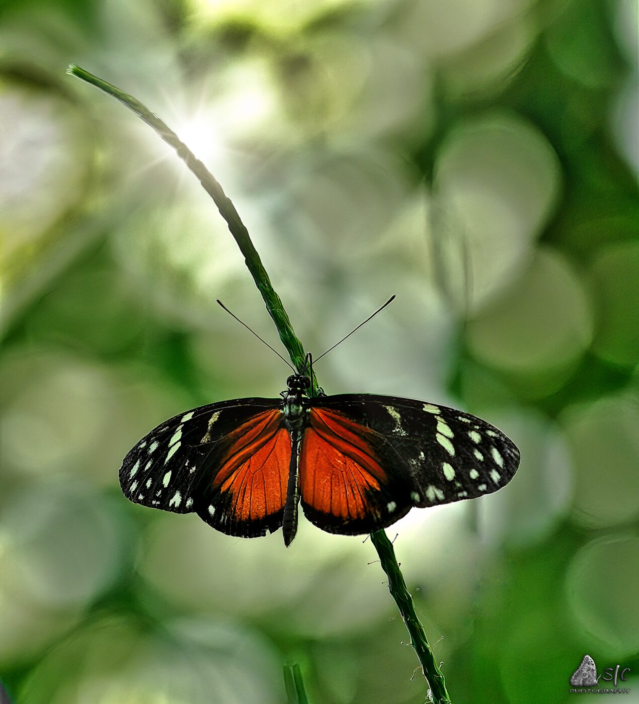 Golden longwing (Heliconius hecale)